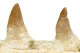 Mosasaur (Eremiasaurus?) Jaw with Eight Teeth - Morocco #260376-5